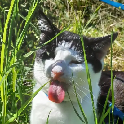 The image that graef uses as this profile picture. It is one of their cats called Ticky and she is a black and white bicolored european shorthair. She is eating some grass in the garden while the sun shines on its fur. Her tun sticks completely out and she seems to enjoy it. She is also in a harness so that she can not do naughty things without her owners watching!